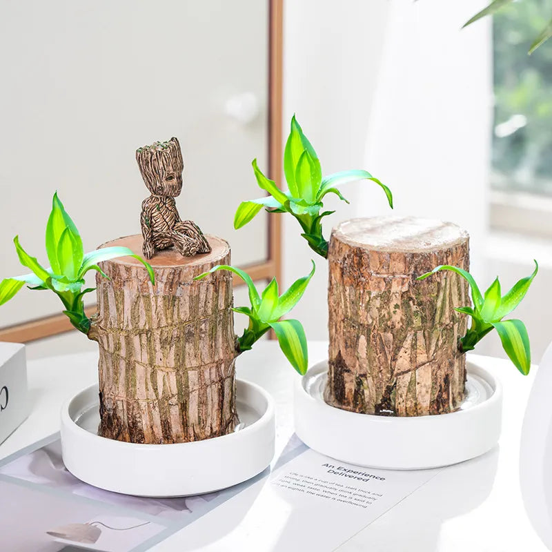 Lucky Brazil Wood Potted Plant  🔥 Buy 1 Get 1 Free 🔥