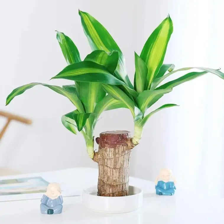 Lucky Brazil Wood Potted Plant  🔥 Buy 1 Get 1 Free 🔥