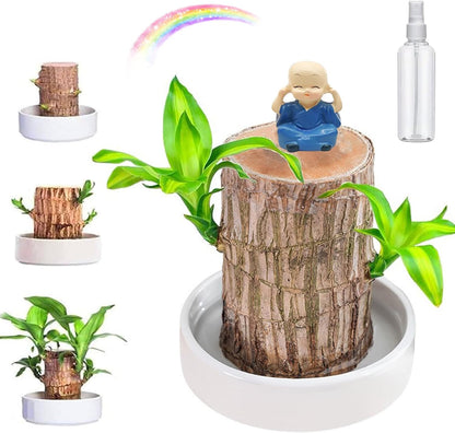 Lucky Brazil Wood Potted Plant  🔥 Buy 1 Get 1 Free 🔥