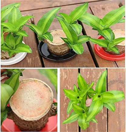 Lucky Brazil Wood Potted Plant  🔥 Buy 1 Get 1 Free 🔥